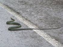A enorme cobra Cazadora que encontramos nas estradas da Sierra de San Luis, região de Coro, no noroeste da Venezuela